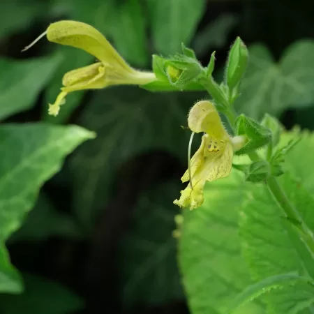Klebriger Salbei Salvia glutinosa