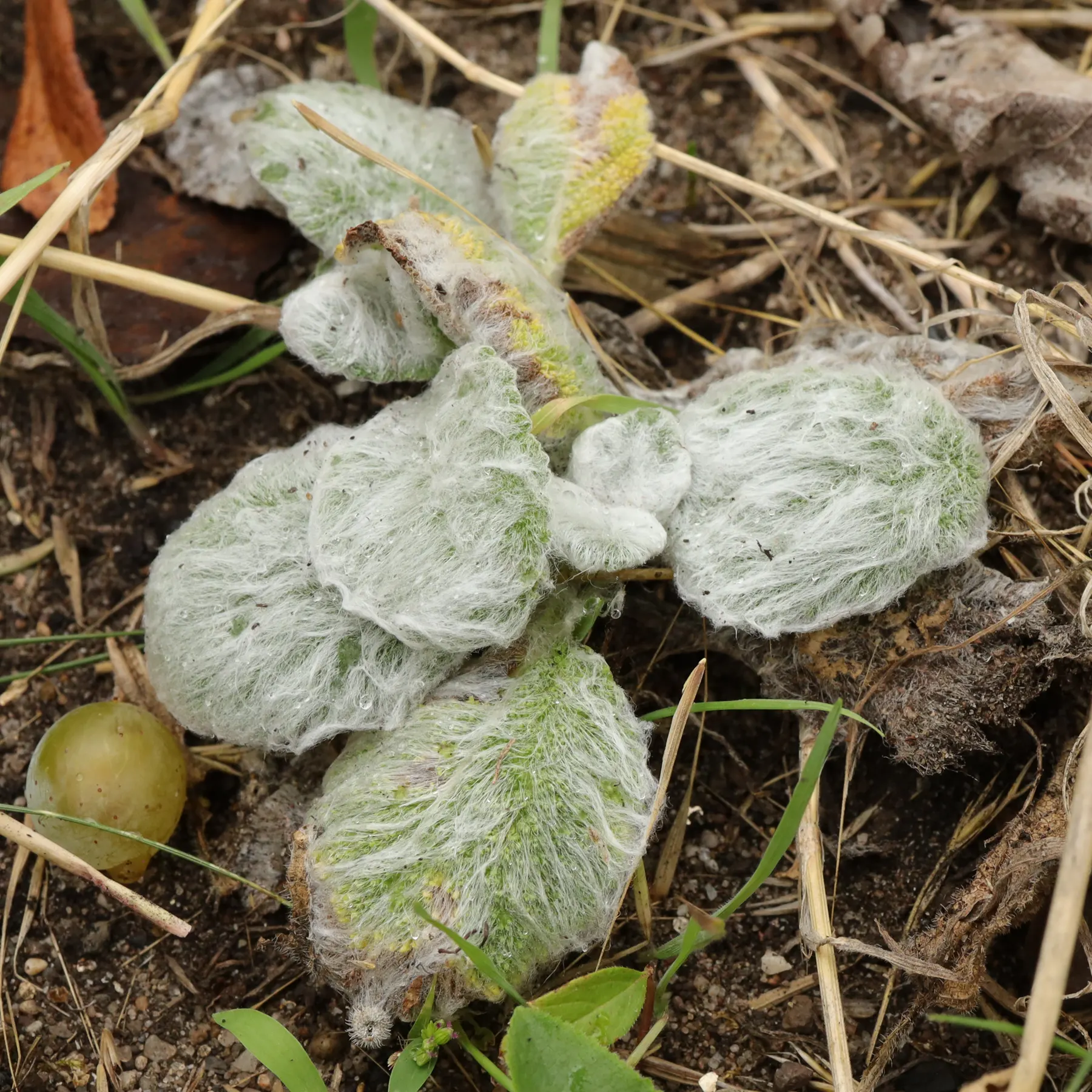 Silberblatt-Salbei Salvia argentea