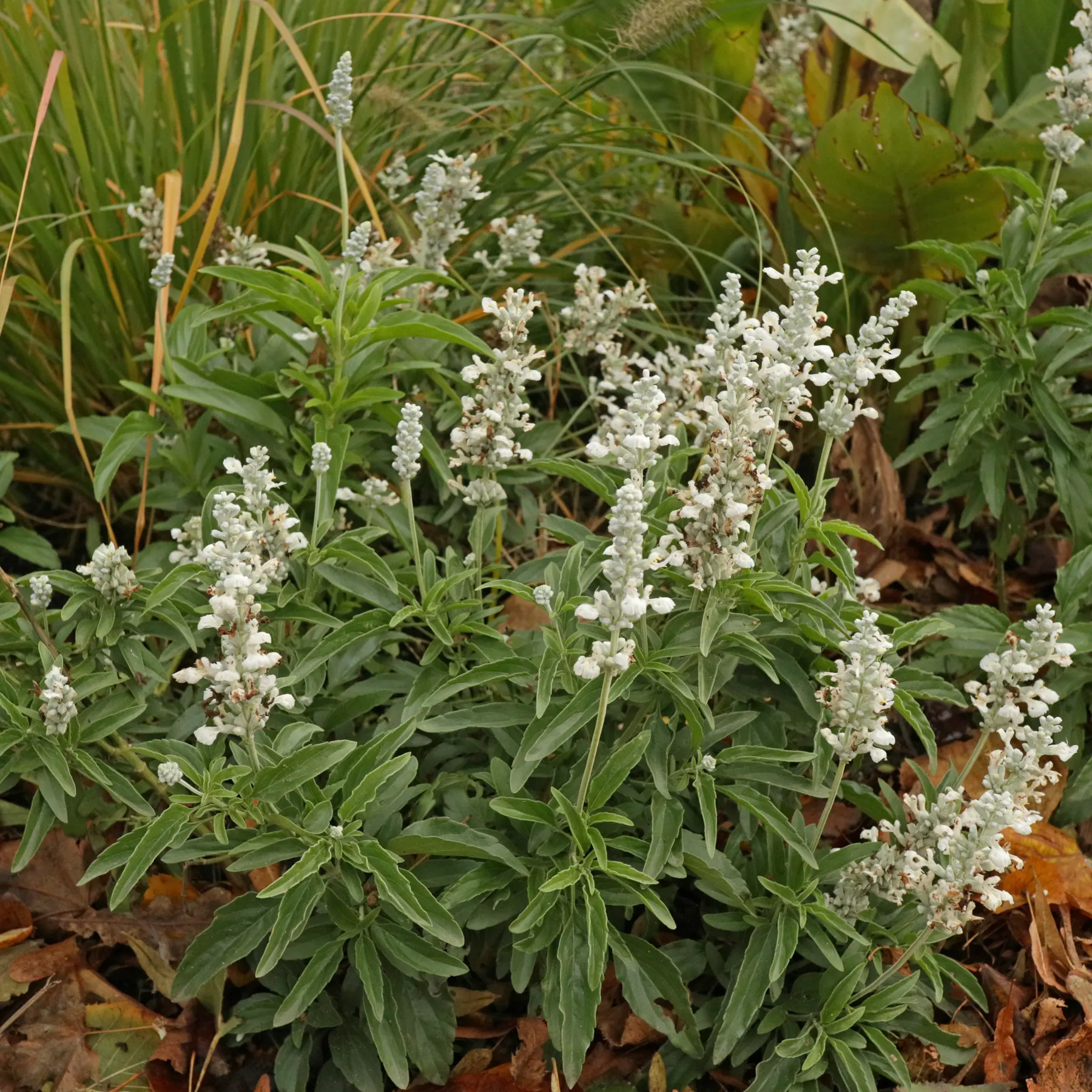 Salvia farinacea White